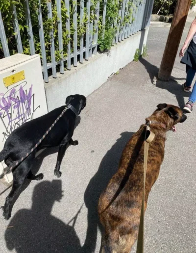 Balade éducative chien Marseille
