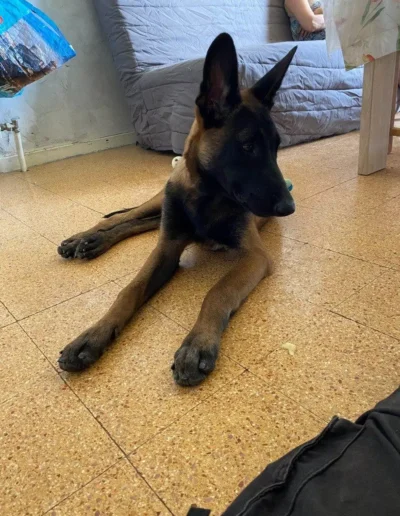 Visite à domicile éducation canine Marseille