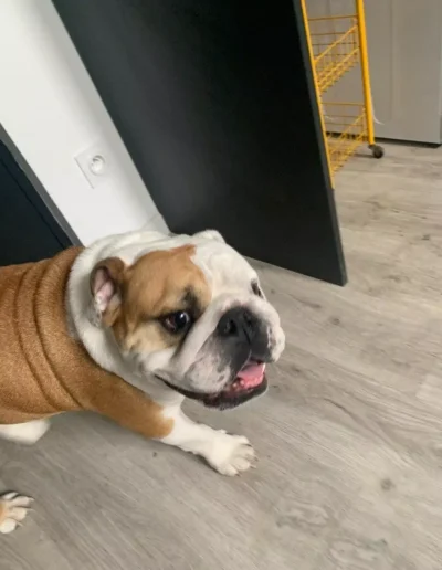 Visite éducation canine à domicile Marseille
