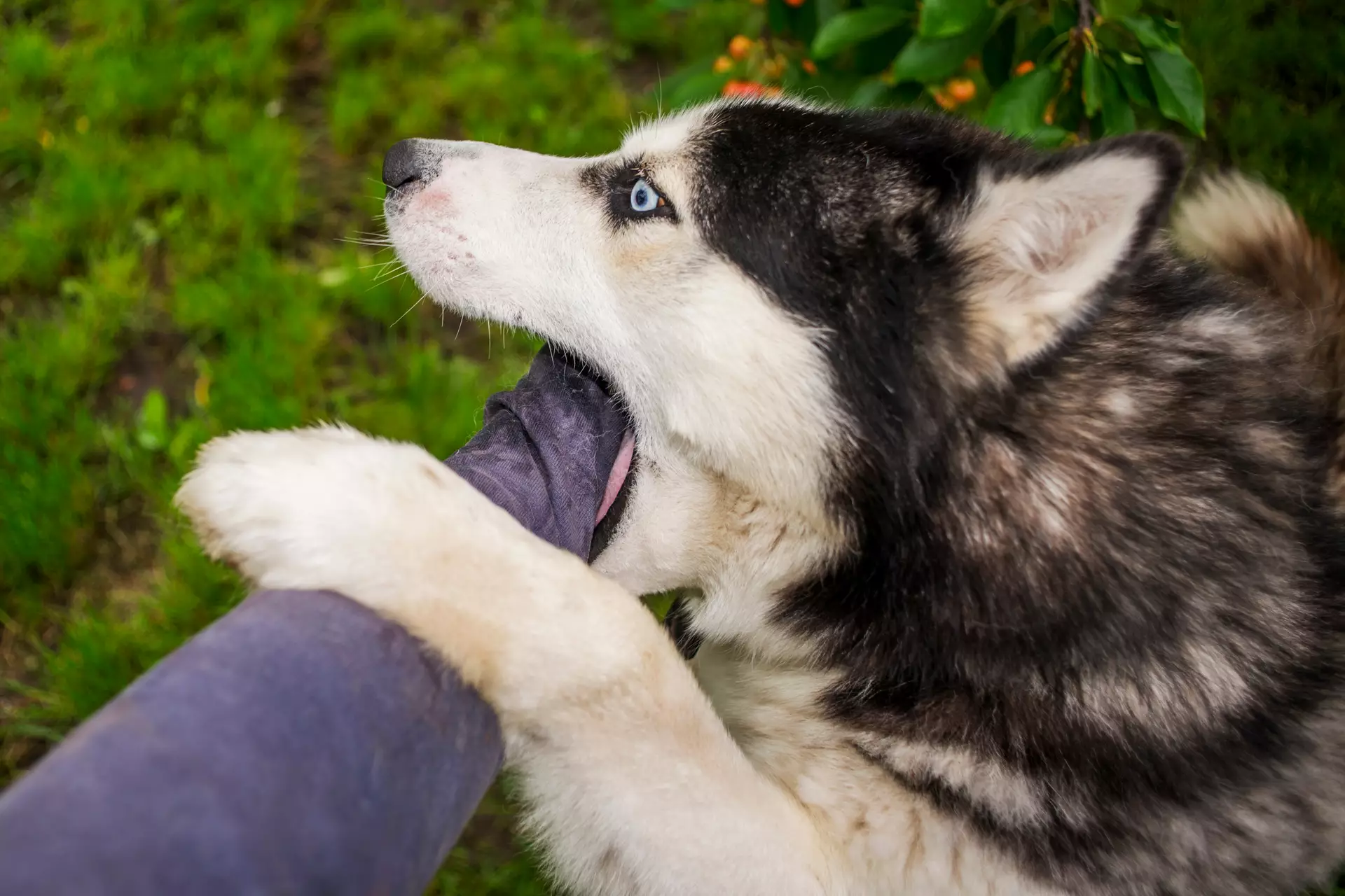 Reeducation canine (2)