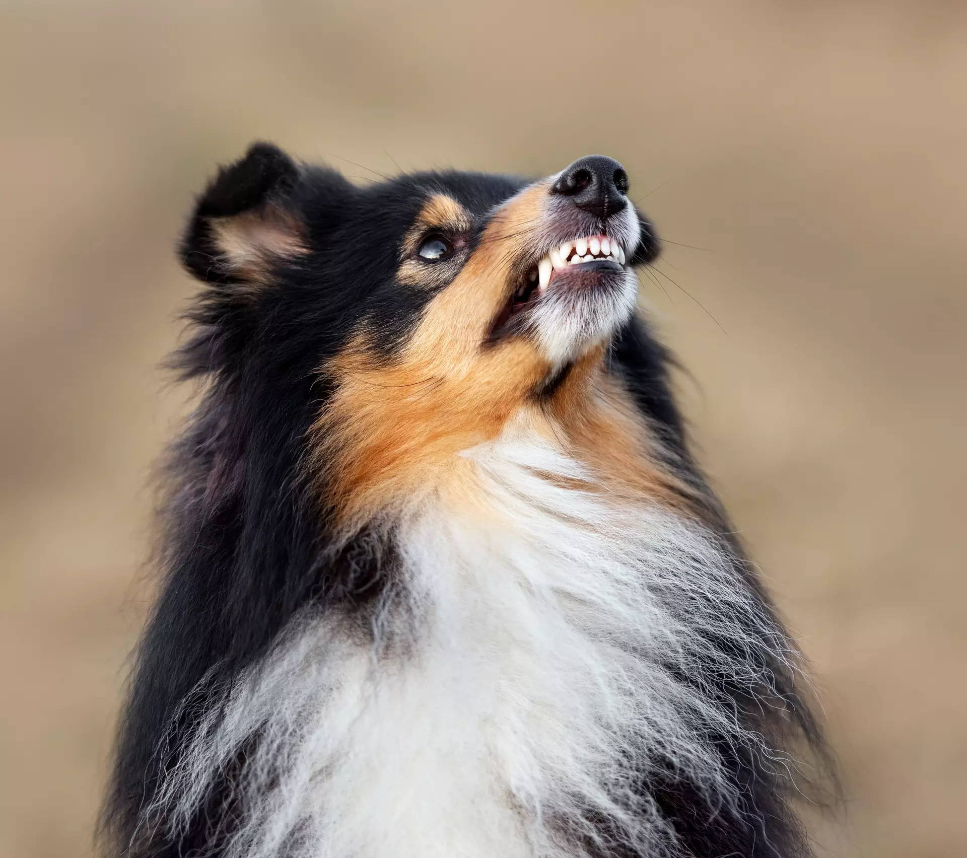 Reeducation canine (3)